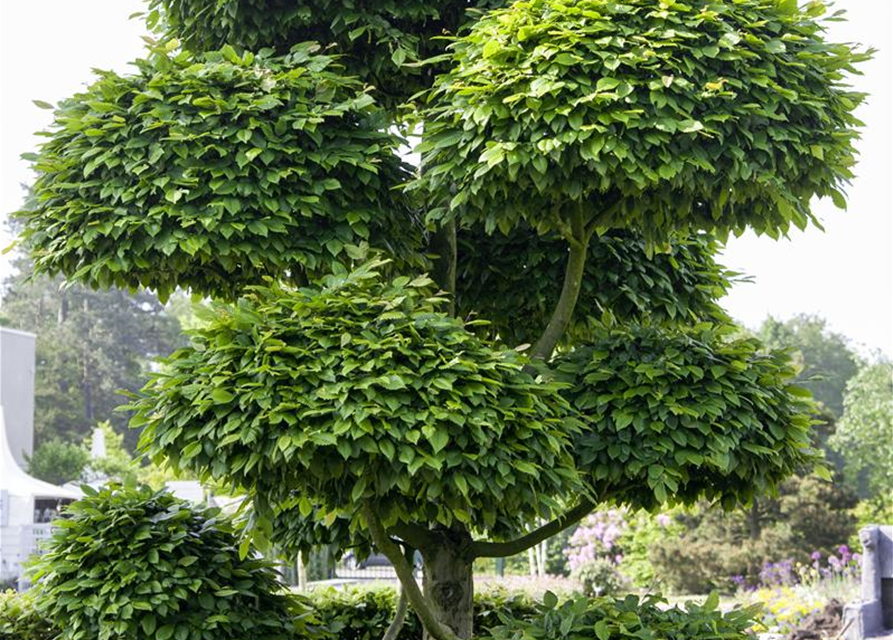 Fagus sylvatica