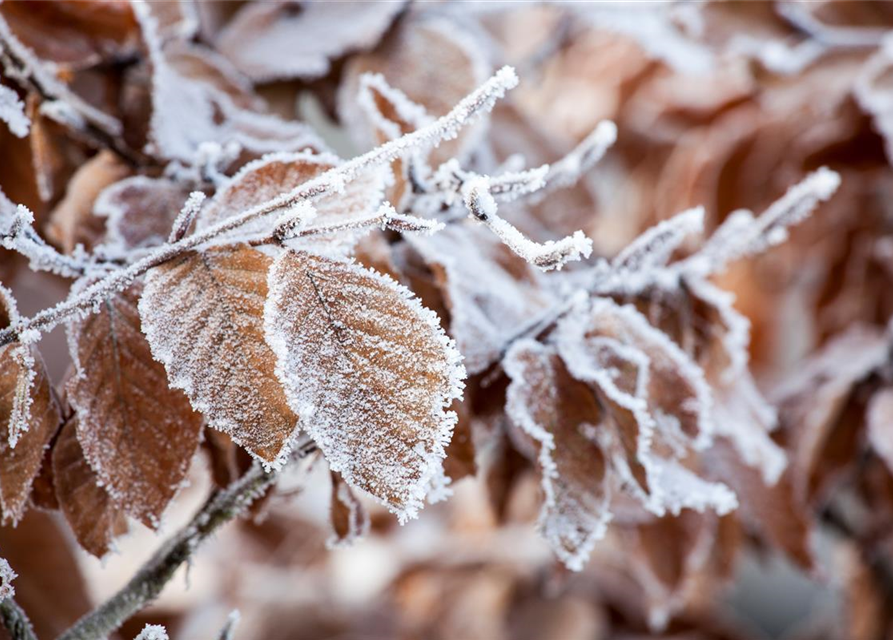 Fagus sylvatica