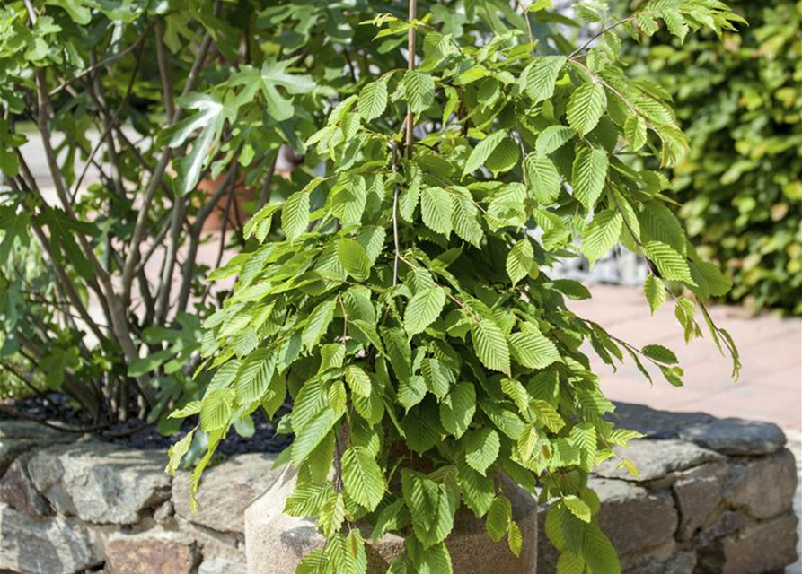 Fagus sylvatica