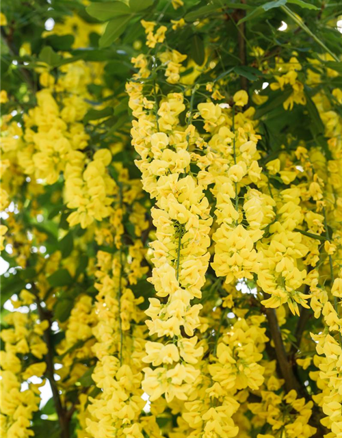 Laburnum watereri Vossii