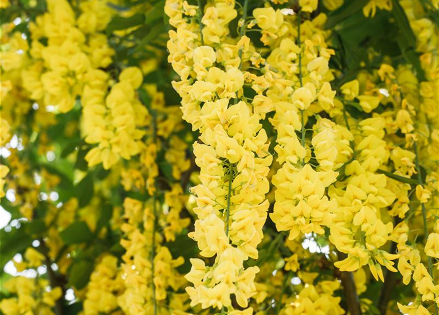 Laburnum watereri Vossii