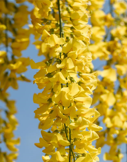 Laburnum watereri Vossii