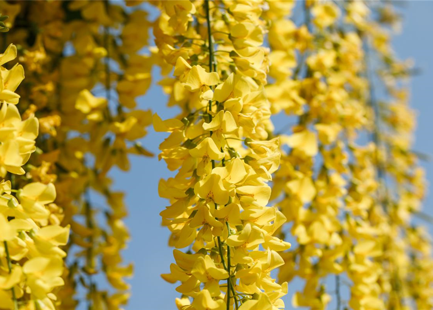 Laburnum watereri Vossii