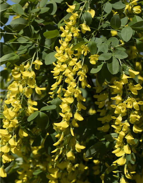 Laburnum watereri Vossii