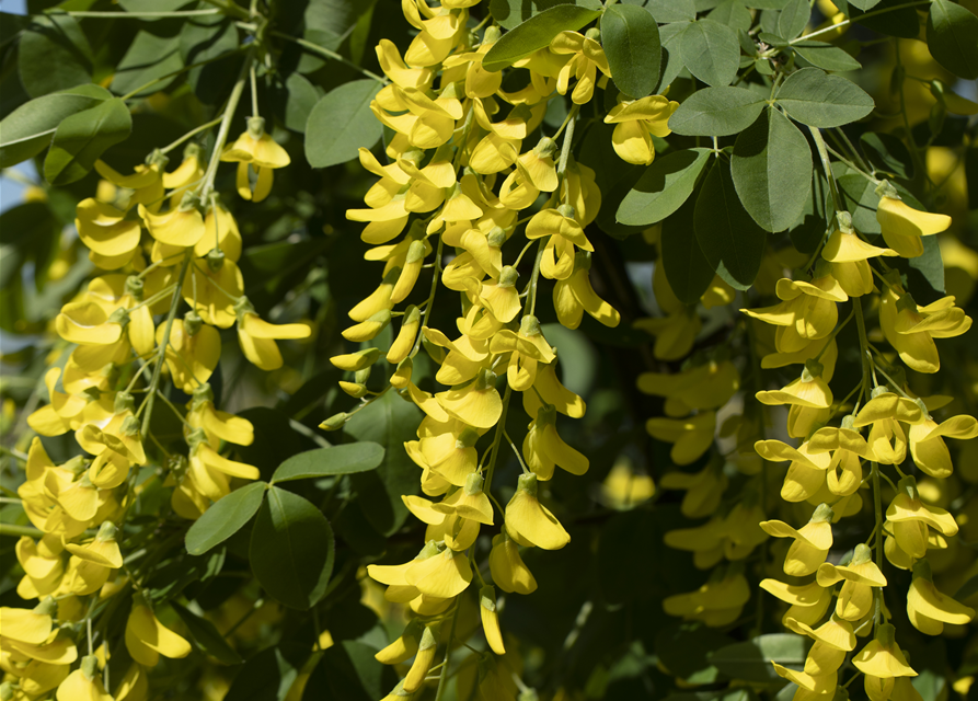 Laburnum watereri Vossii