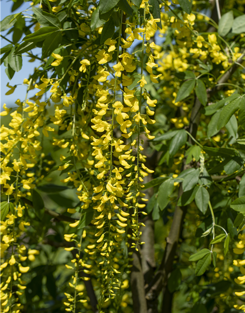 Laburnum watereri Vossii