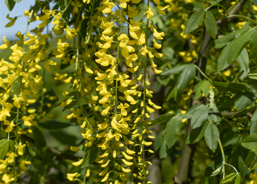 Laburnum watereri Vossii