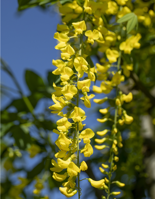 Laburnum watereri Vossii