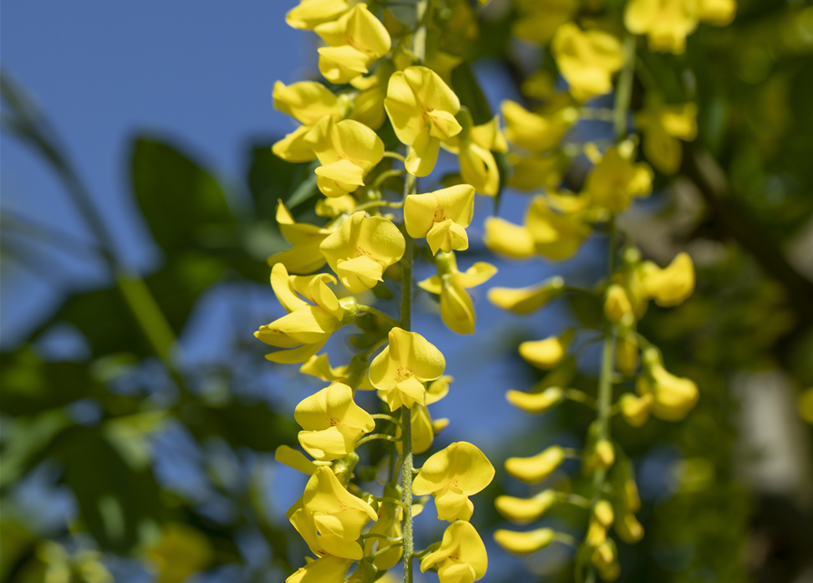 Laburnum watereri Vossii