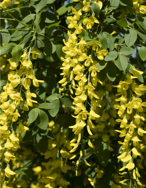 Laburnum watereri Vossii