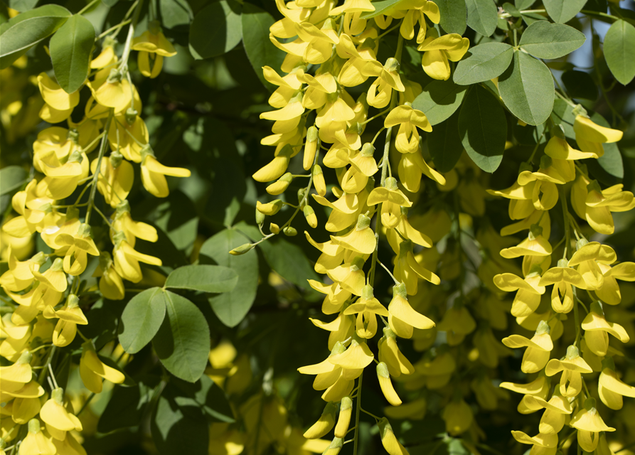 Laburnum watereri Vossii