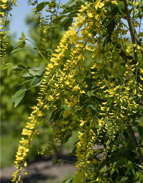 Laburnum watereri Vossii