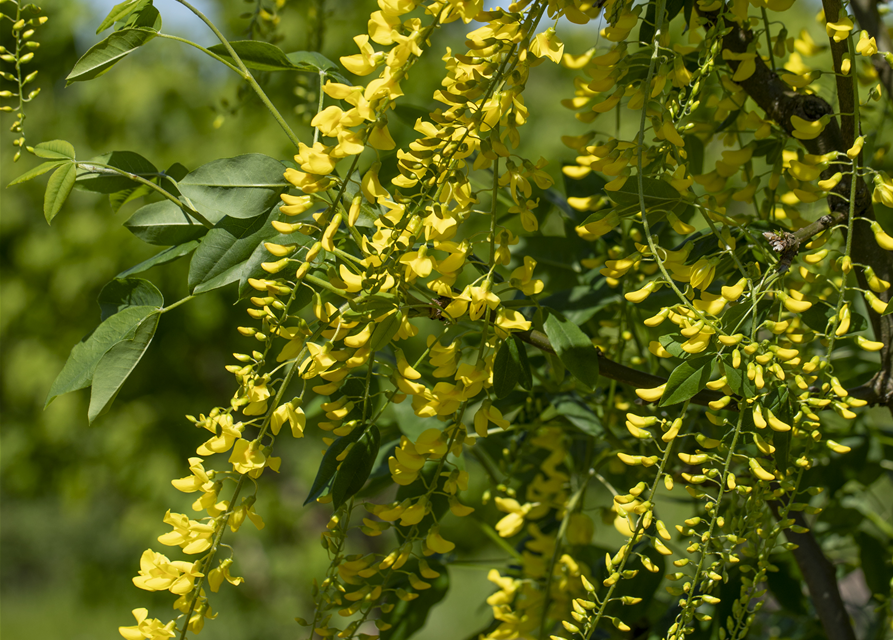 Laburnum watereri Vossii