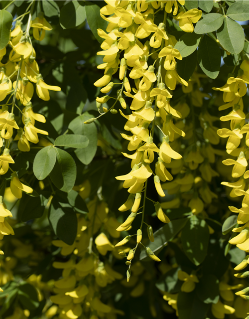 Laburnum watereri Vossii