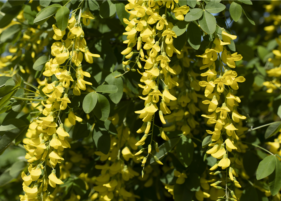 Laburnum watereri Vossii