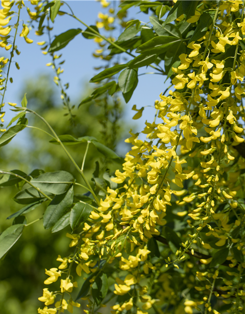 Laburnum watereri Vossii