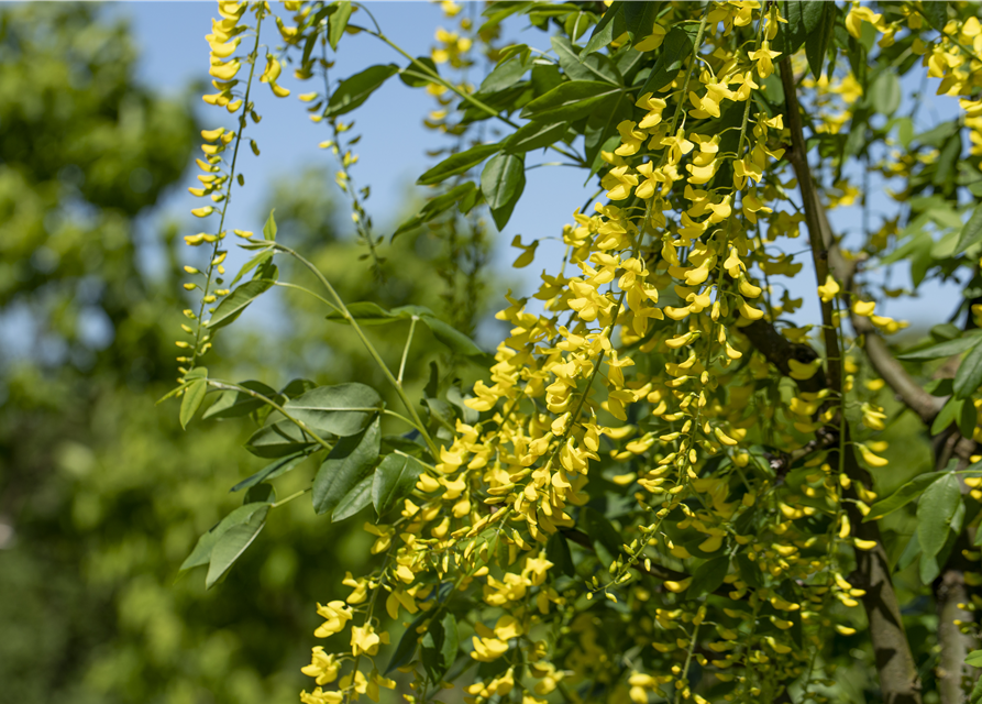 Laburnum watereri Vossii