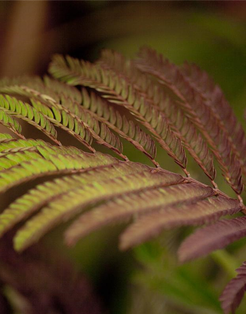 Albizia julibrissin Summer Chocolate