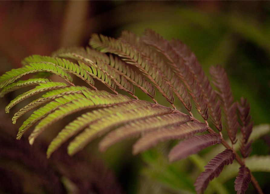 Albizia julibrissin Summer Chocolate