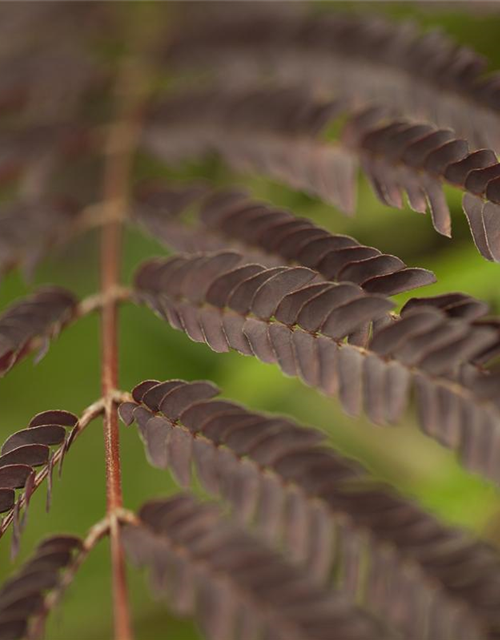 Albizia julibrissin Summer Chocolate