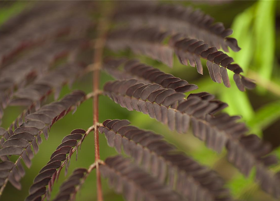 Albizia julibrissin Summer Chocolate