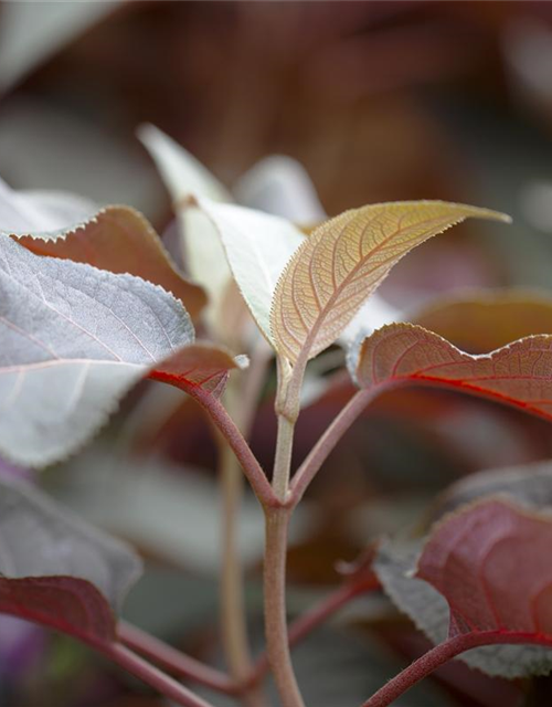 Hydrangea aspera Hot Chocolate