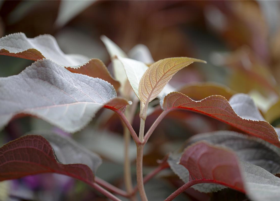 Hydrangea aspera Hot Chocolate