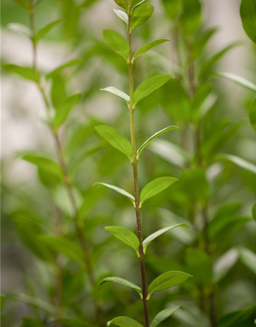 Ligustrum vulgare Atrovirens