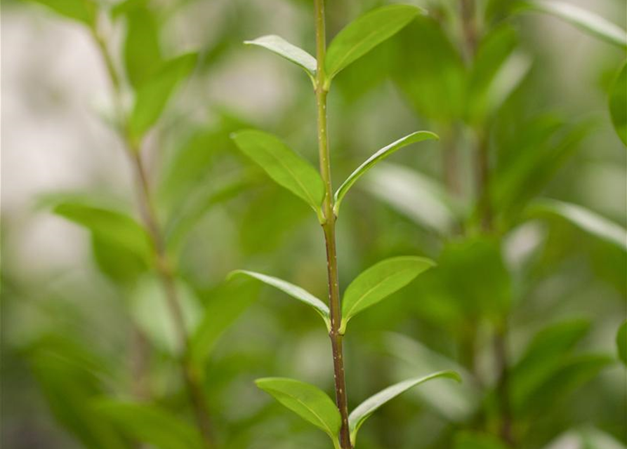 Ligustrum vulgare Atrovirens