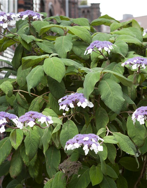 Hydrangea aspera Macrophylla