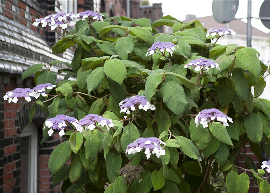 Hydrangea aspera Macrophylla