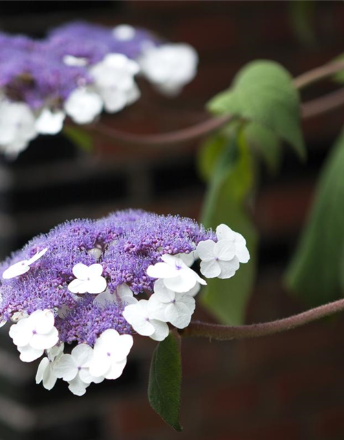 Hydrangea aspera Macrophylla