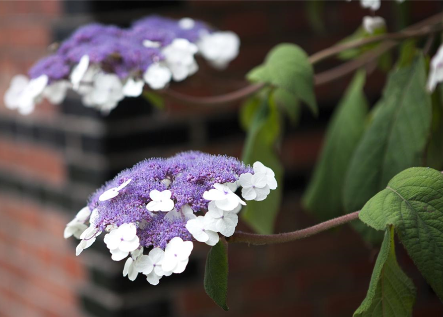 Hydrangea aspera Macrophylla