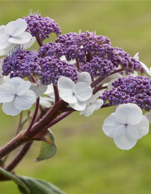 Hydrangea aspera Macrophylla