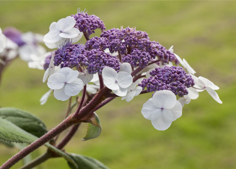 Hydrangea aspera Macrophylla