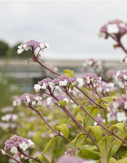 Hydrangea aspera Macrophylla