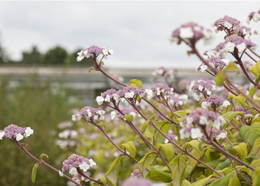 Hydrangea aspera Macrophylla