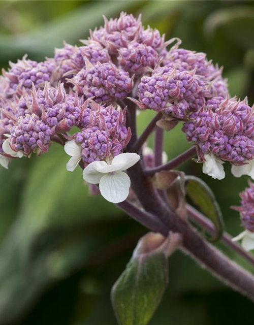 Hydrangea aspera Macrophylla