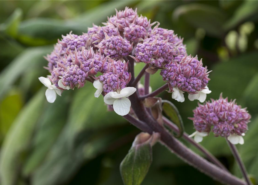 Hydrangea aspera Macrophylla