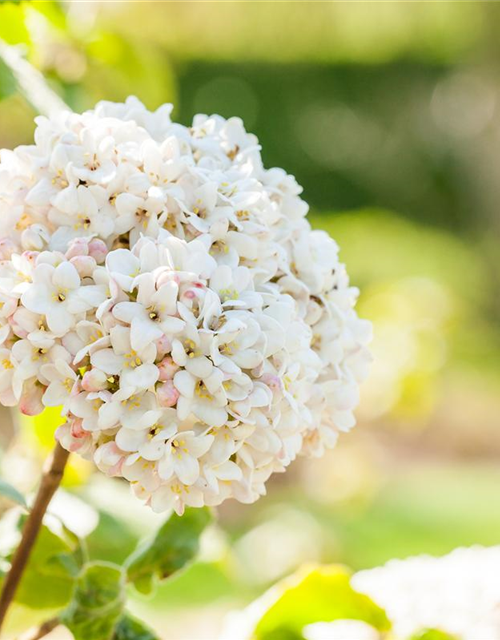 Viburnum carlcephalum