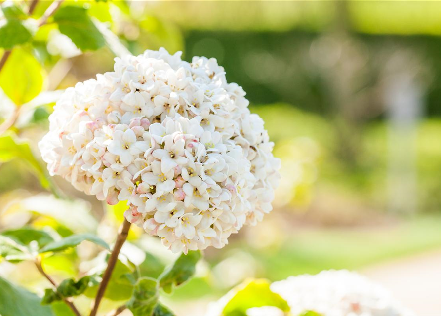 Viburnum carlcephalum