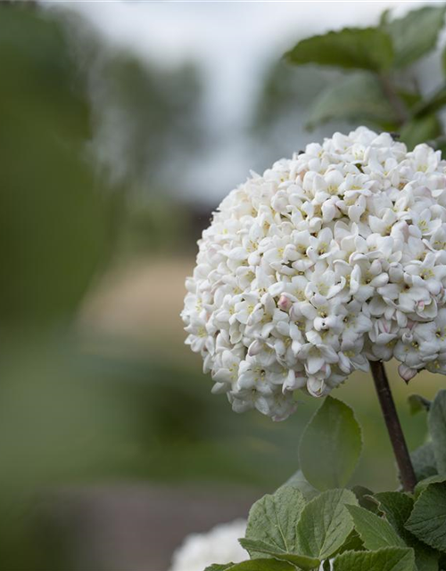 Viburnum carlcephalum