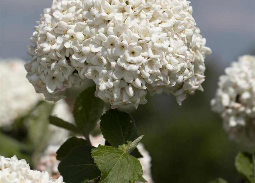 Viburnum carlcephalum