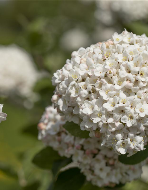 Viburnum carlcephalum