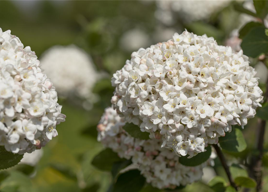 Viburnum carlcephalum