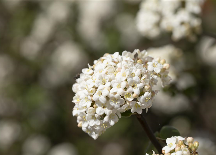 Viburnum carlcephalum