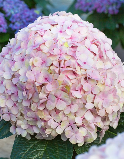 Hydrangea macrophylla Avantgarde