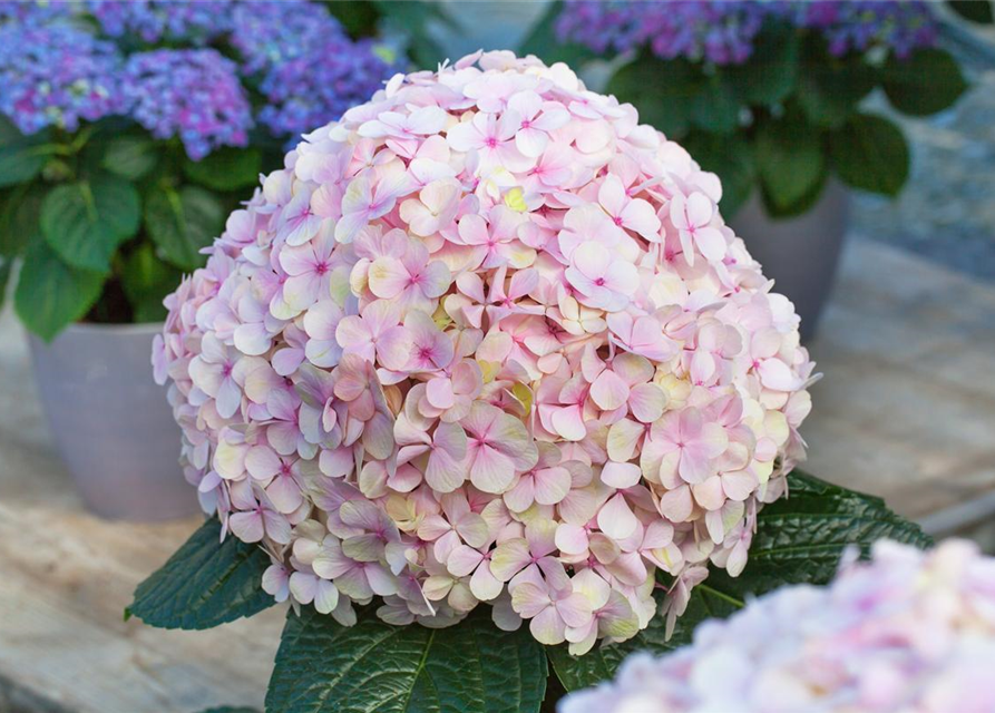 Hydrangea macrophylla Avantgarde