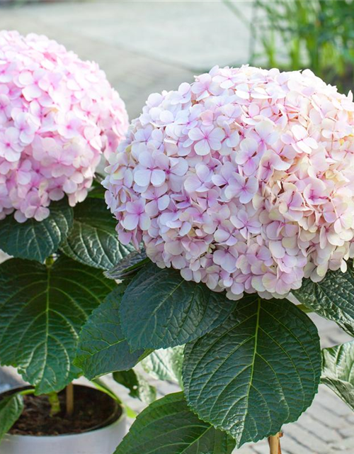 Hydrangea macrophylla Avantgarde