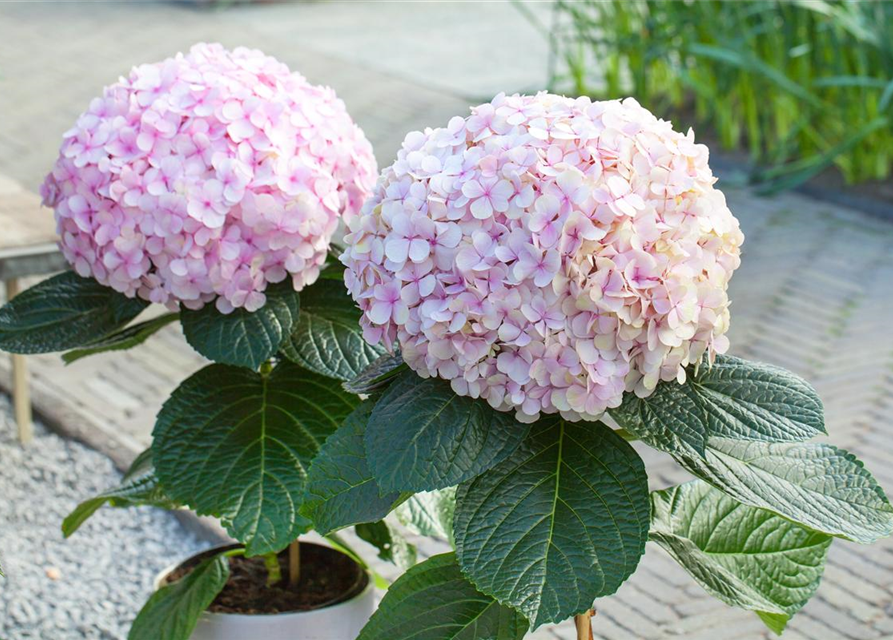 Hydrangea macrophylla Avantgarde